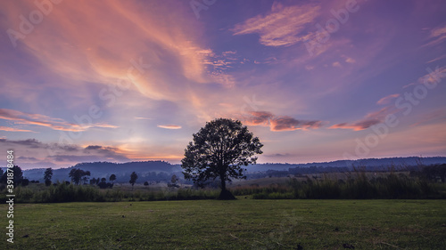 Alone tree on meadow at sunset