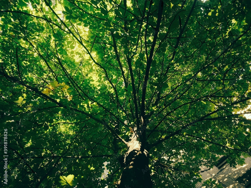 Fototapeta premium green leaves in the forest