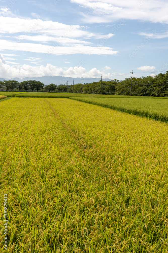 Golden ear of rice in Japan