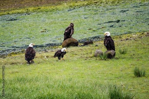 Three adult bald eagles and one juvenile eagle looking for salmon in southeast Alaska 