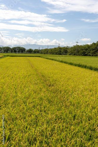 Golden ear of rice in Japan