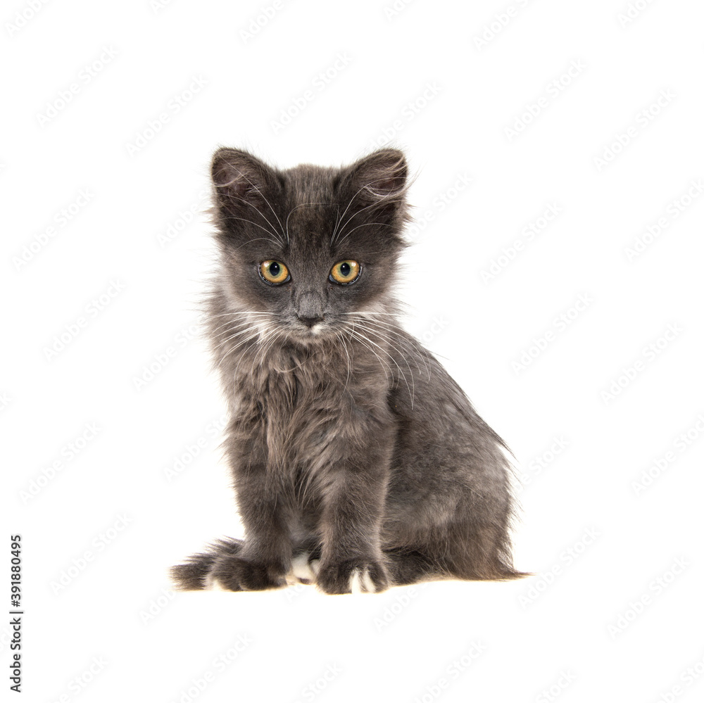 gray kitten on isolated white background