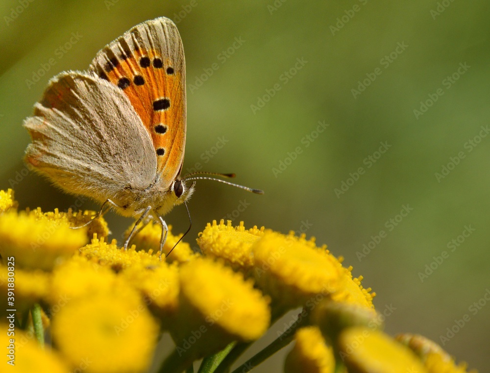 Fototapeta premium Lycaena phlaeas (Lycaena phlaeoides) - Motyl czerwończyk żarek na kwiatostanie wrotycza (Tanacetum vulgare) - Trójmiejski Park Krajobrazowy 