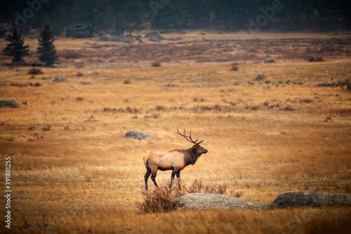 Male elk in the fall meadows of the Rocky Mountain Natinal Park Colorado