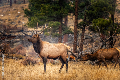Male elk in the fall meadows of the Rocky Mountain Natinal Park Colorado