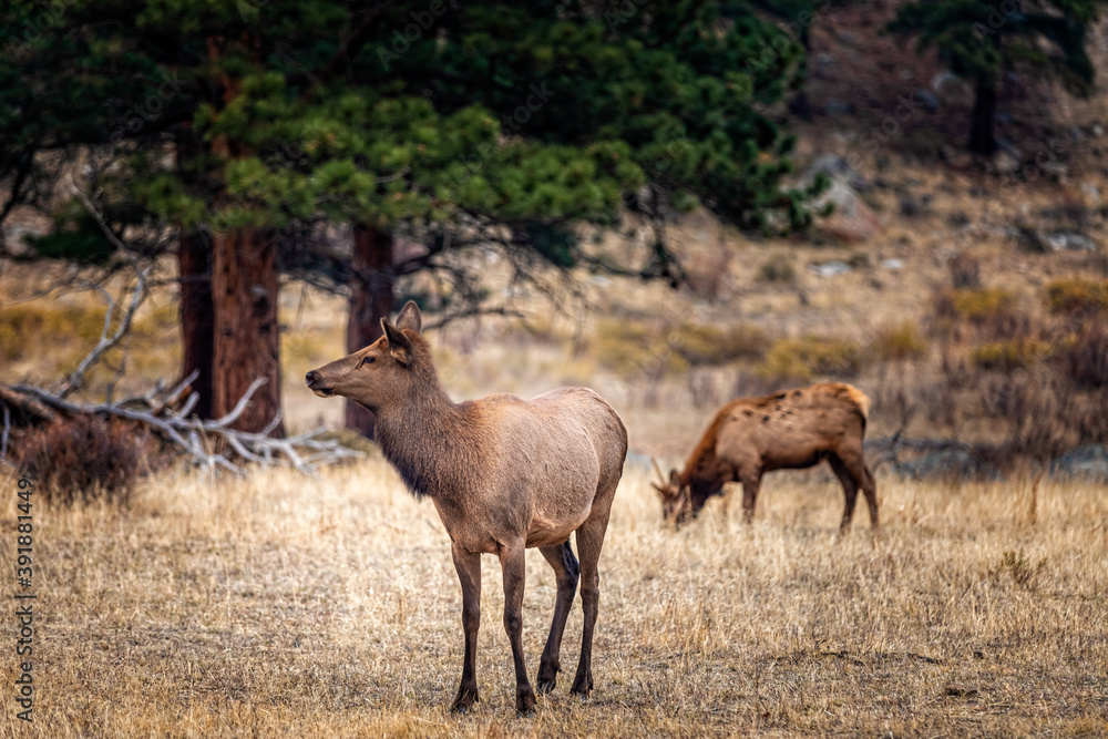 Female elk cow in the fall meadows of the Rocky Mountain Natinal Park Colorado