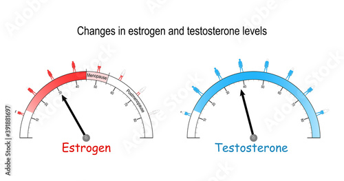 testosterone and estrogen hormones level