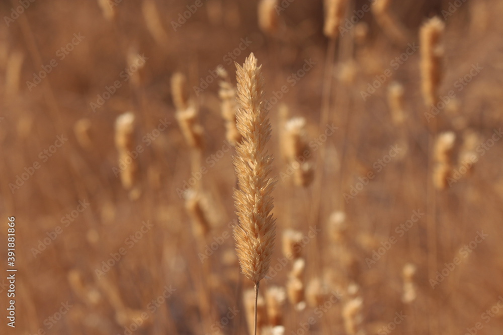 Close Up of Dried Grass Close Up of Dried Grass