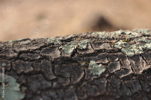 Ant on Tree Bark