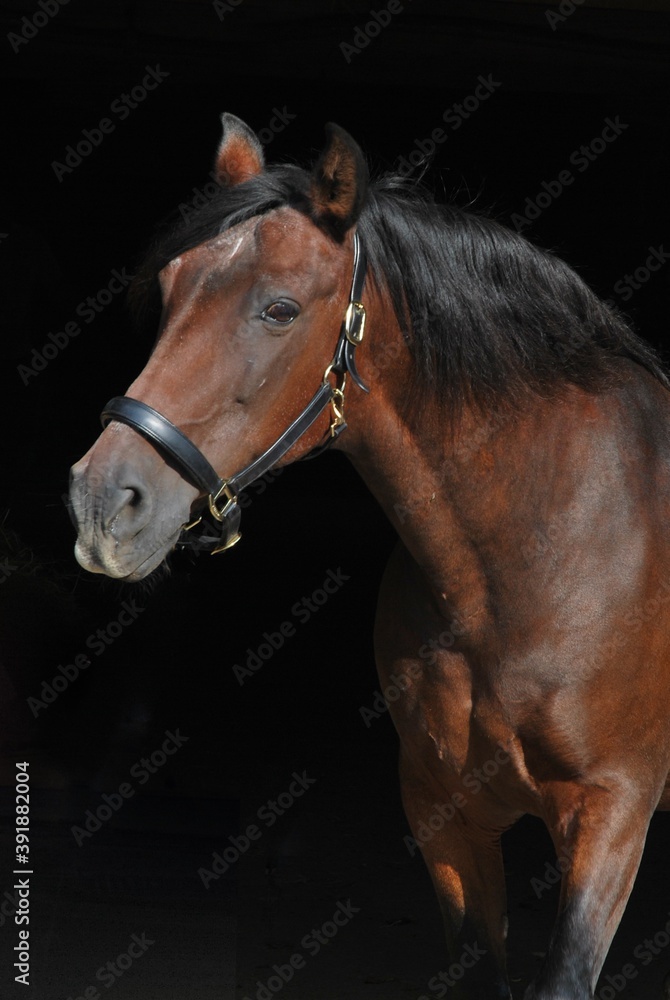 Obraz premium Old horse against black background