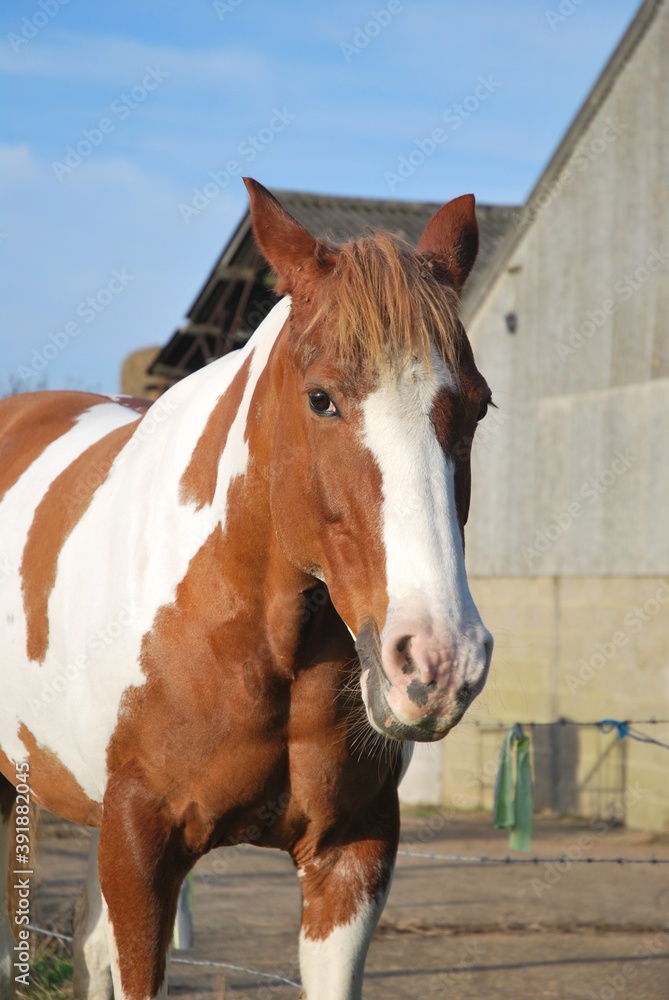 Obraz premium Mare stare