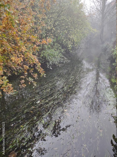 Fog in the forest