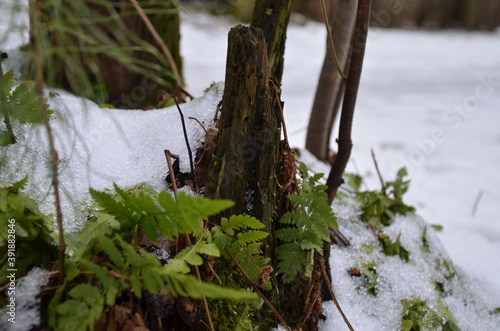 tree in snow