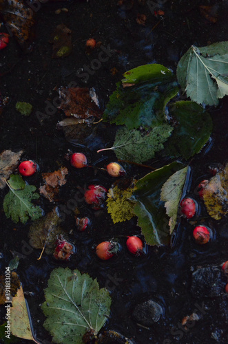 leaves on water