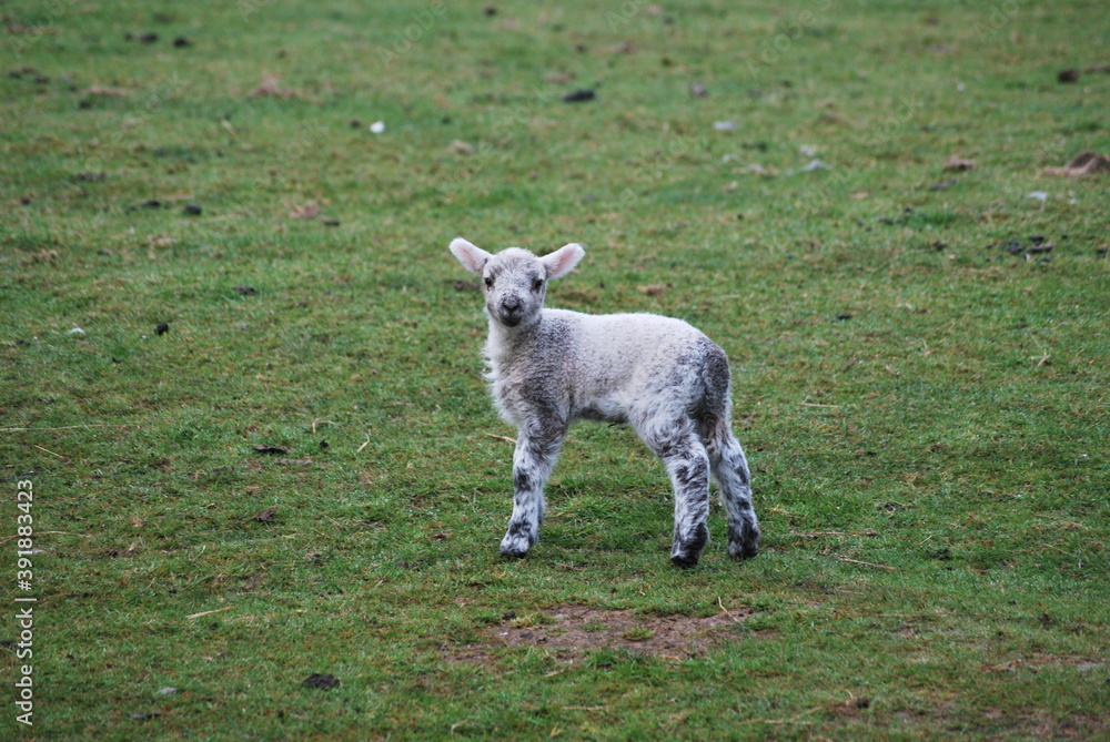 Obraz premium Lamb on grass