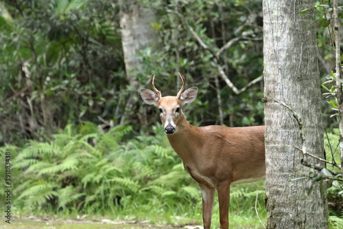 deer looking at the camera 