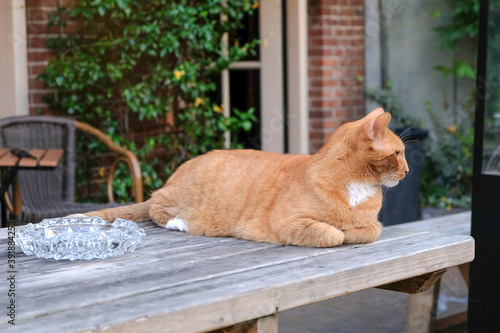 A ginger cat lies on a table in a street cafe and looks away. © Andrii