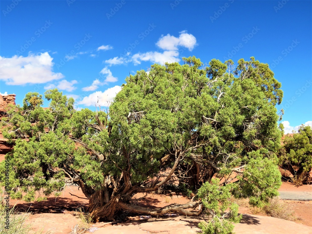 tree in the desert tree in the desert
