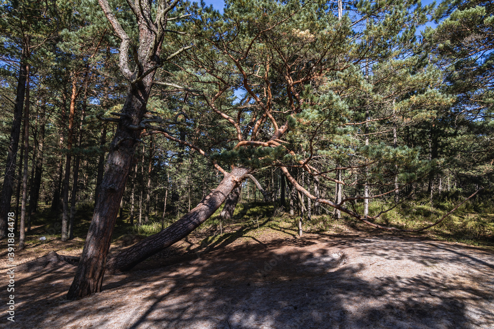 Pine tree on the way from Stilo lighthouse to beach in Sarbsko Spit landscape park on the Baltic Sea coast in Poland Pine tree on the way from Stilo lighthouse to beach in Sarbsko Spit landscape park on the Baltic Sea coast in Poland