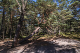 Pine tree on the way from Stilo lighthouse to beach in Sarbsko Spit landscape park on the Baltic Sea coast in Poland
