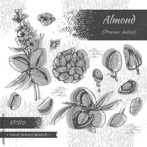 Collection of Almond kernels of nuts and a branch of almonds with nuts, fruits, flowers.