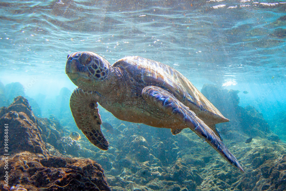 Obraz premium Hawaiian Green sea Turtle cruising in the warm waters of Maui