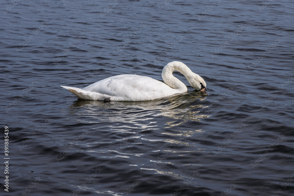 Swan on Wisla Smiala - one of the mouths of the Vistula River in Gdansk, Poland, view from Sobieszewo Island Swan on Wisla Smiala - one of the mouths of the Vistula River in Gdansk, Poland, view from Sobieszewo Island
