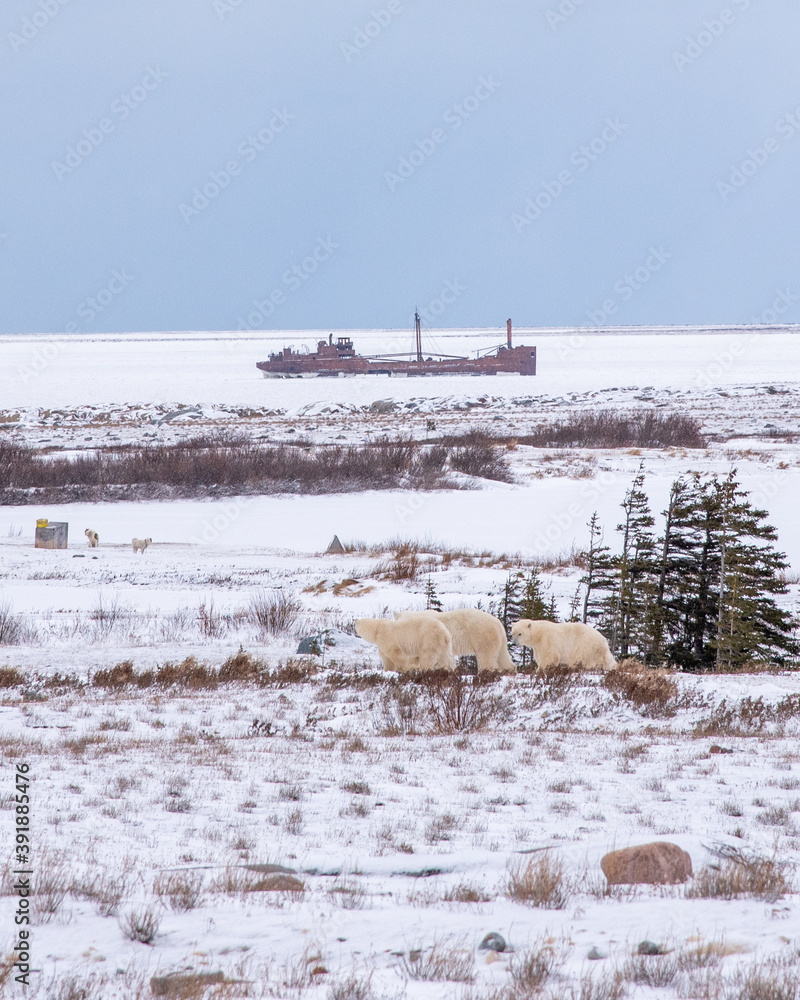 A mother polar bear and two cubs yearlings walking across the tundra lands of Hudson Bay with the shipwrecked boat, MV Ithaca in the background. 