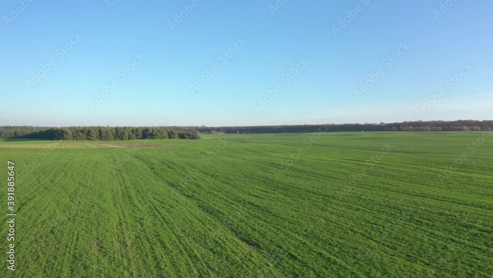 Drone flight over a green field, sunny weather, autumn, forest