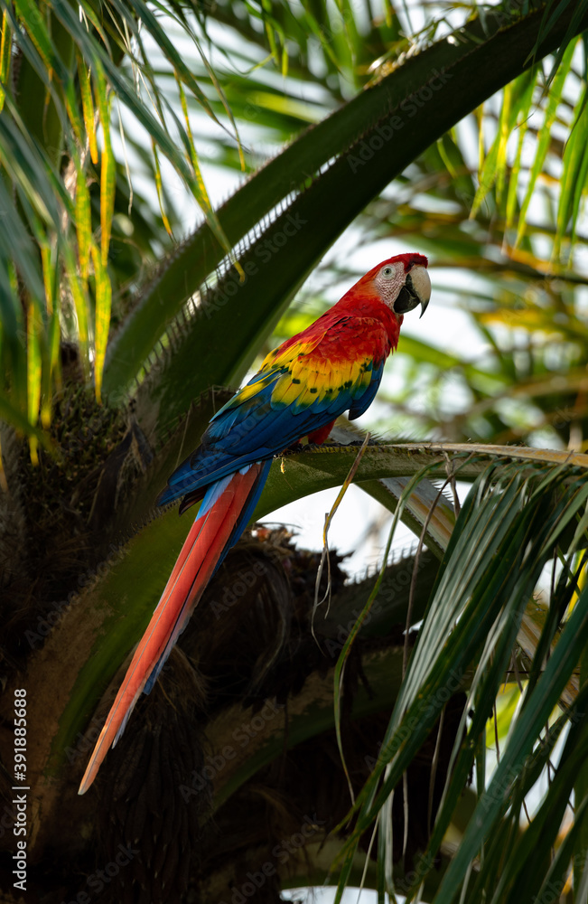 Ara, beautiful colorful parrot, Scarlet macaw, Ara macao, Wild exotic Bird, adorable macaw in Costa Rica sitting on Palm tree leaf with perfect pose, like a statue posing on palm tree