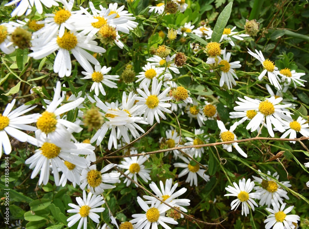 Selective focus of Common daisy (chamomile). Selective focus of Common daisy (chamomile).
