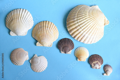 Japanese sea scallop seashells on a blue background. close-up