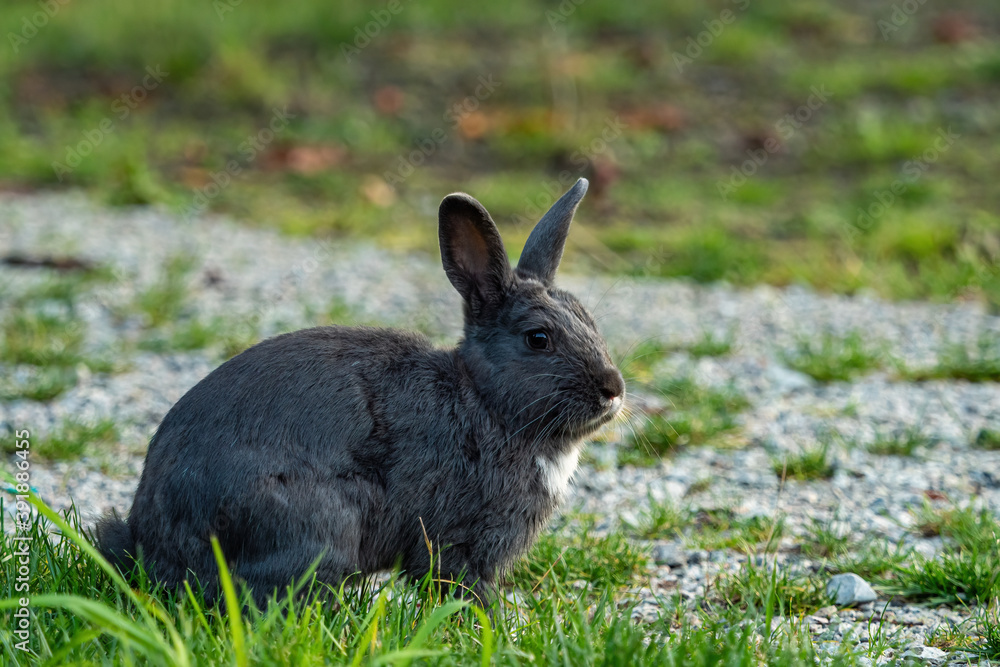 one cute young grey rabbit with white fur on the neck sits on gravel ground filled with green grasses one cute young grey rabbit with white fur on the neck sits on gravel ground filled with green grasses