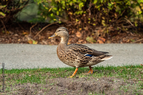 one cute female duck walking on the grasses by the walkway in the park
