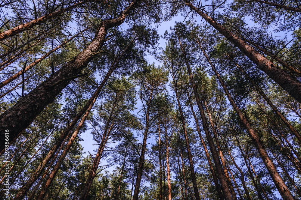 Fototapeta premium forest on Sobieszewo Island, part of Gdansk city over Gdansk Bay in the Baltic Sea, Poland