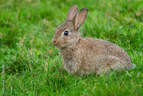 close up of one cute brown bunny sitting on green grass field in the park © Yi