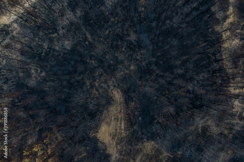 Canvas Print burnt pine forest top view