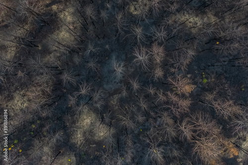 Φωτογραφία Lugansk Ukraine  burnt pine forest top view