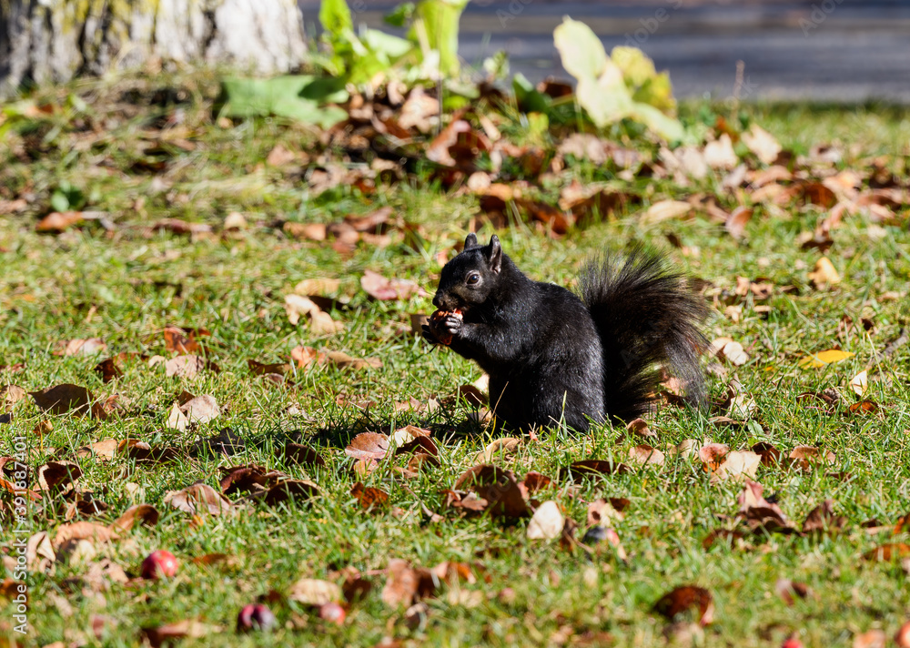 Black Squirrel Eating Crabapple in Fall Black Squirrel Eating Crabapple in Fall