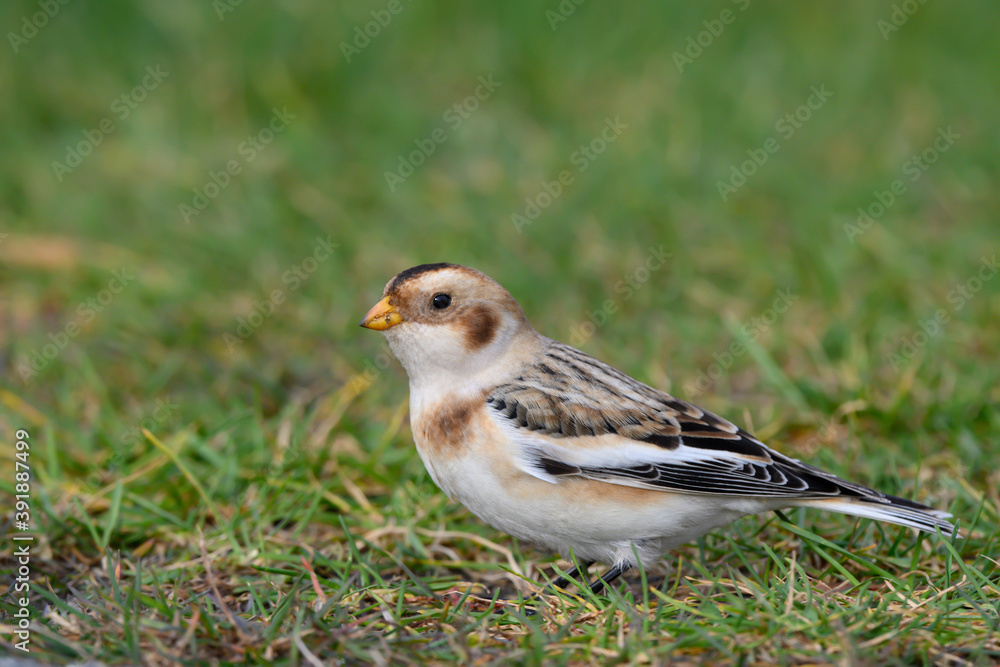Snow Bunting Standing on Green Grass in Fall Snow Bunting Standing on Green Grass in Fall