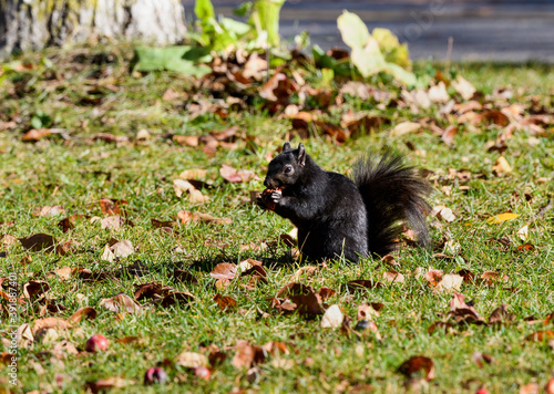Black Squirrel Eating Crabapple in Fall