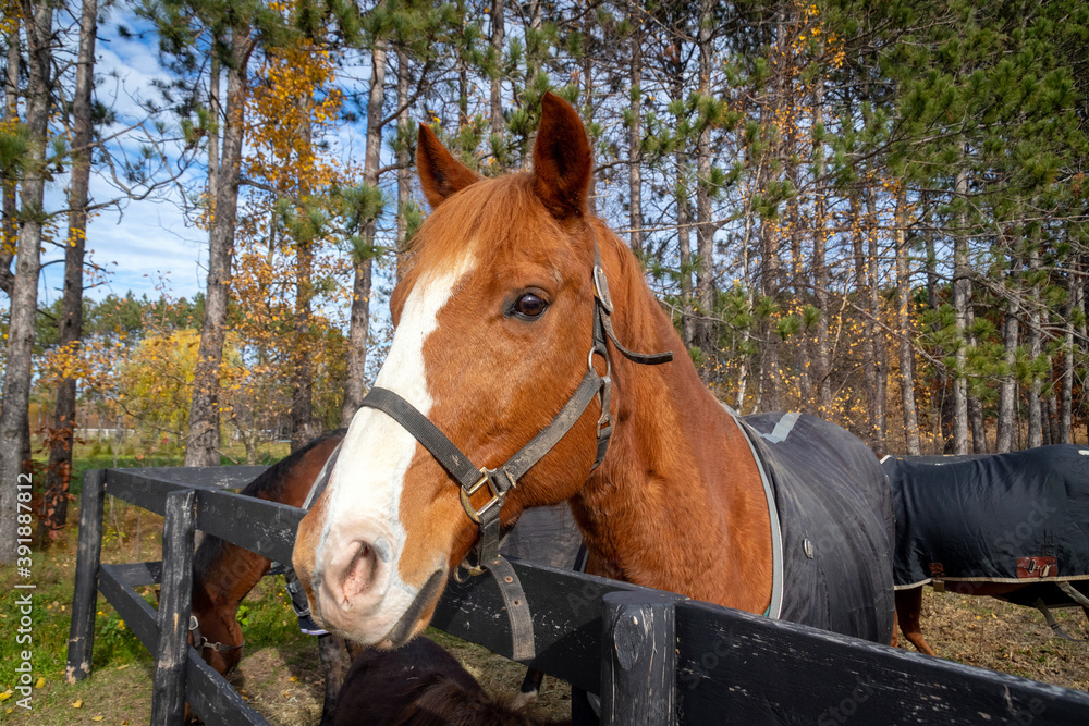 beautiful brown male horse portrait outdoor at fall beautiful brown male horse portrait outdoor at fall