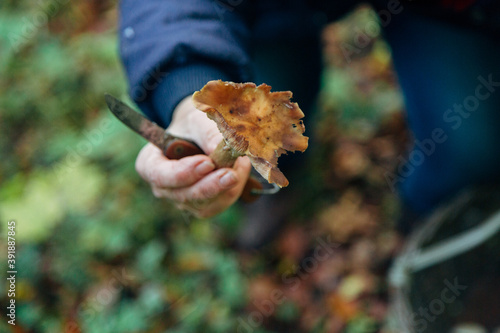 Mushroom harvest in the large Forest. Mushroom in the hand