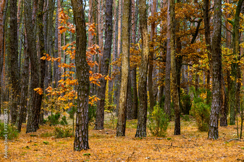 Autumn colorful landscape of mixed forest thicket with Scots pine trees - latin Pinus sylvestris - in Kampinos nature reserve near Izabelin in Mazovia region of central Poland