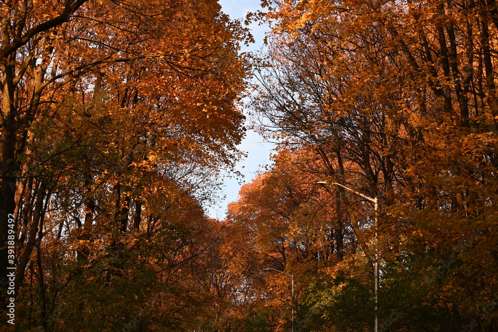 Fototapeta premium Fall - Syracuse, NY