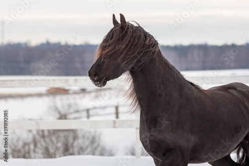 A young Frisian horse in winter on a free walk in the Levada. Winter animal maintenance photo