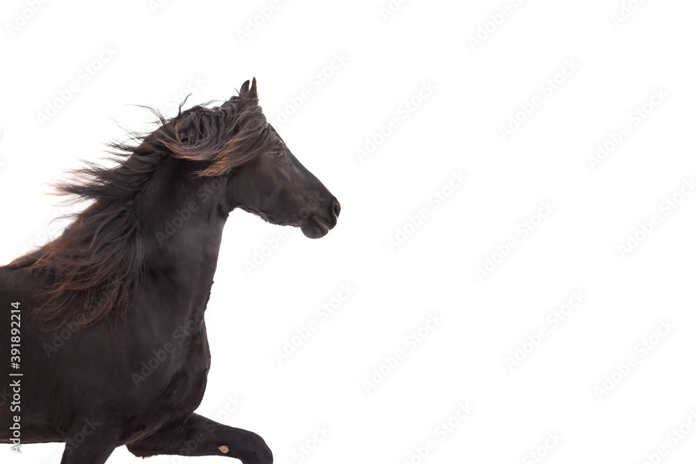 Fototapeta premium Portrait of a large Frisian adult horse on a white isolated background.