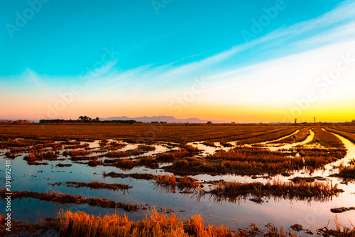 Atardecer en los arrozales de la Albufera de València Sunset in the rice paddies of Albufera de València 
