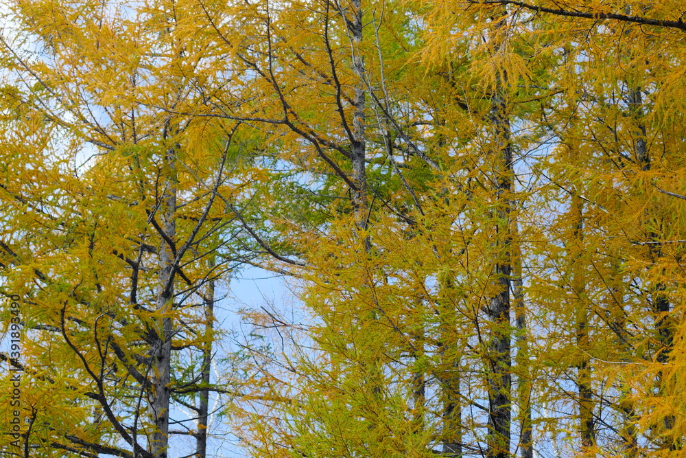 Fototapeta premium 美しいカラマツの紅葉 