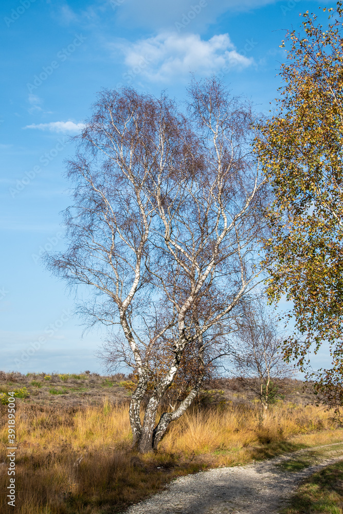 Birch trees in autumn forest with yellow leaves on the ground. Calm motley background with autumn birches, black and white trunks, yellow foliage, leafy ground Birch trees in autumn forest with yellow leaves on the ground. Calm motley background with autumn birches, black and white trunks, yellow foliage, leafy ground